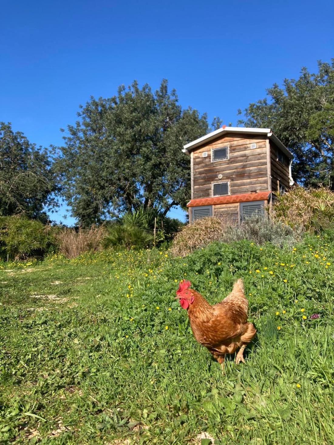 Tiny House Eco Resort Estevais エクステリア 写真